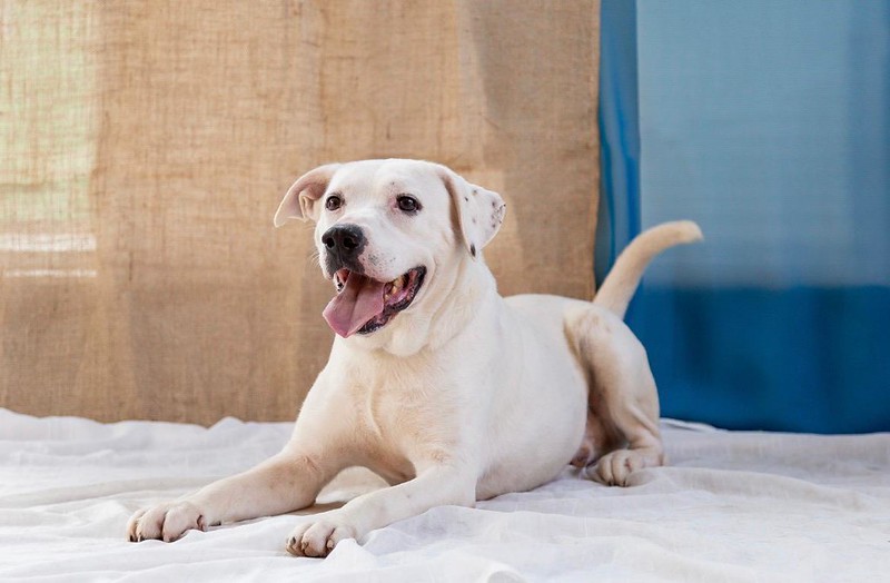 A imagem mostra um cachorro branco, de porte médio ou grande, deitado sobre uma cama ou superfície coberta por um tecido branco. O cão está apoiado com as patas dianteiras esticadas à frente e o corpo relaxado, olhando para a câmera. Sua expressão é amigável e feliz, com a boca aberta, língua para fora e aparência de estar sorrindo. Ele tem pelo curto, orelhas pequenas levemente caídas e cauda levantada ao fundo. O ambiente parece interno, com boa iluminação natural. Ao fundo há tecidos ou cortinas em tons bege e azul, criando um cenário simples e acolhedor. A cena transmite tranquilidade, conforto e um aspecto saudável e brincalhão do animal.