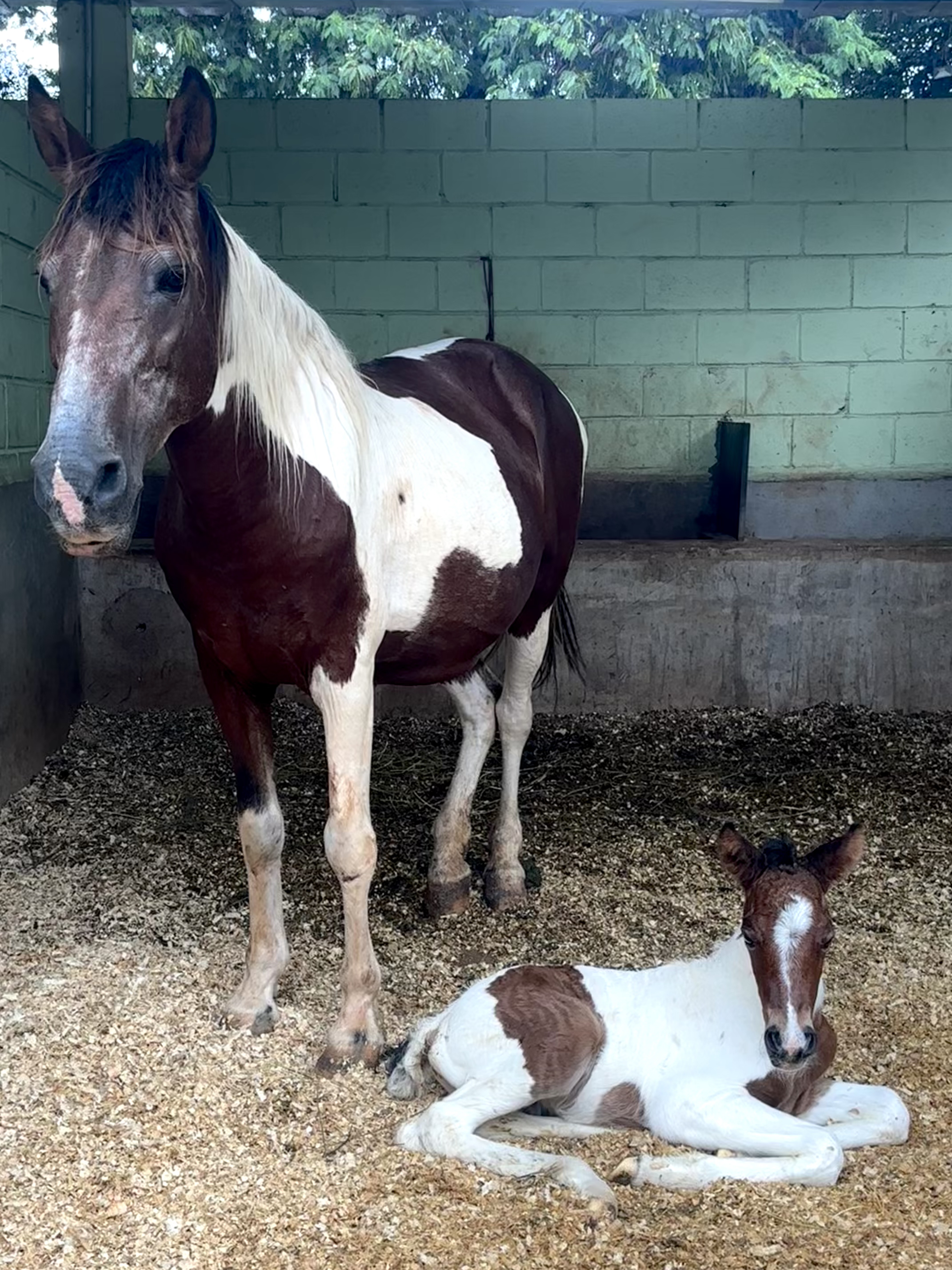 #PraCegoVer: Tereza é uma égua adulta com pelagem sua maor parte marrom com algumas manchas brancas ela esta de pé sobre um pasto, Paulinho é um cavalo rescem nascido com pelagem branca e manchas marrons, ele esta deitad sobre o mesmo pasto.