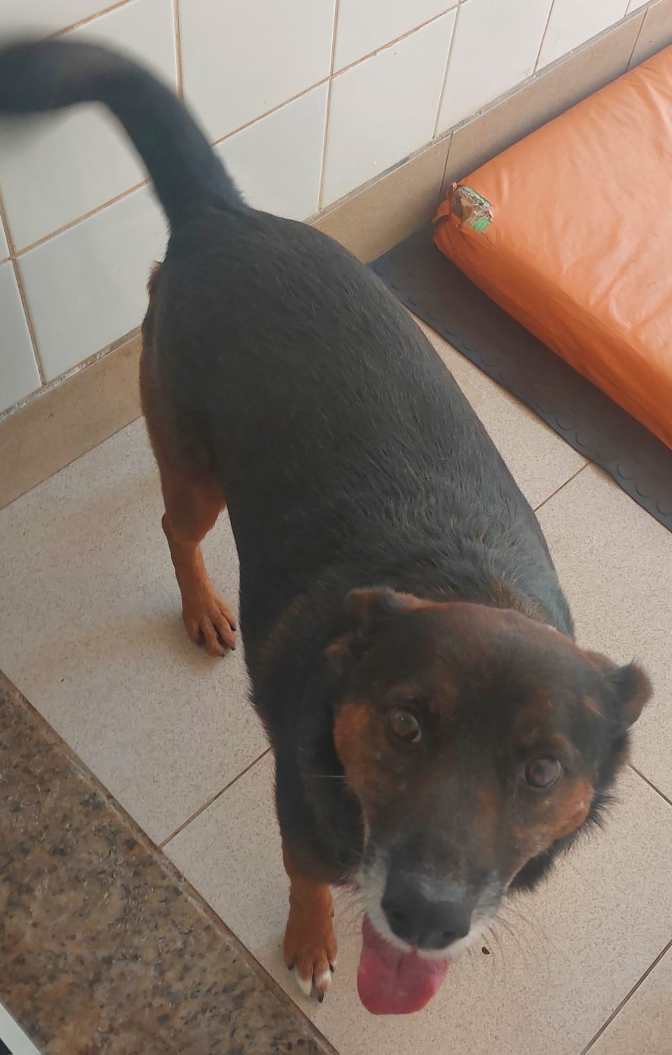 #PraCegoVer: Bombom é um cachorro com pelagem preta com manchas brancas e marrons, possui olhos marrons e está em pé olhando para frente com a língua para fora 