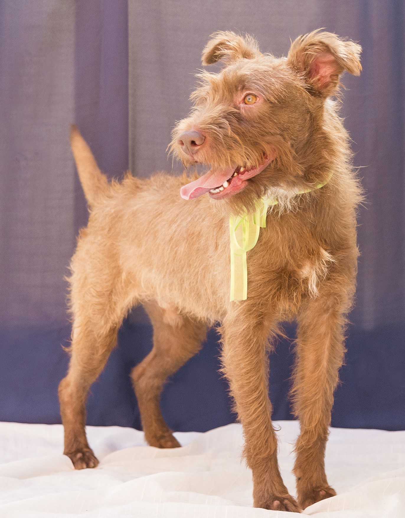 #PraCegoVer: Chocolate é um cachorro de pelagem marrom, com olhos marrons, ele está em pé olhando para frente.  