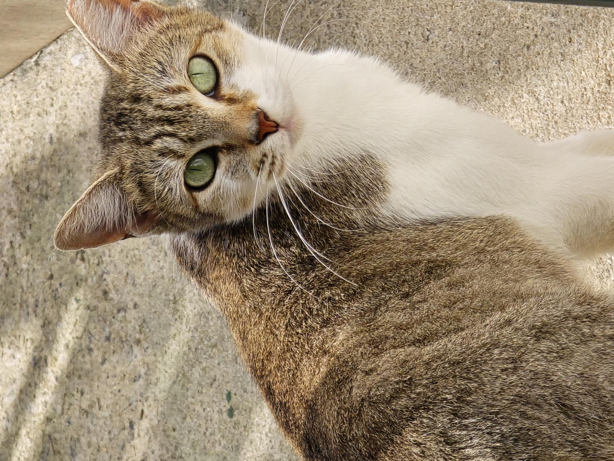 #PraCegoVer: Daenerys é uma gata de pelagem branca com manchas marrons, possui olhos verdes e está sentada olhando para frente. 