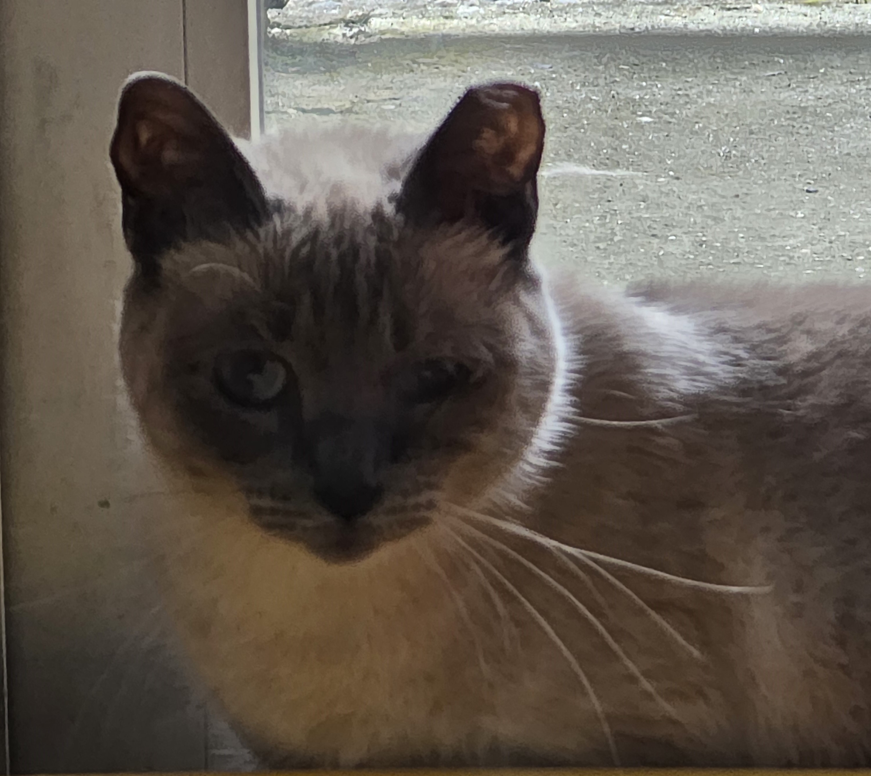 #PraCegoVer: Dantas é um gato de pelagem totalmente cinza, olhos da cor azul e está sentado olhando para baixo.