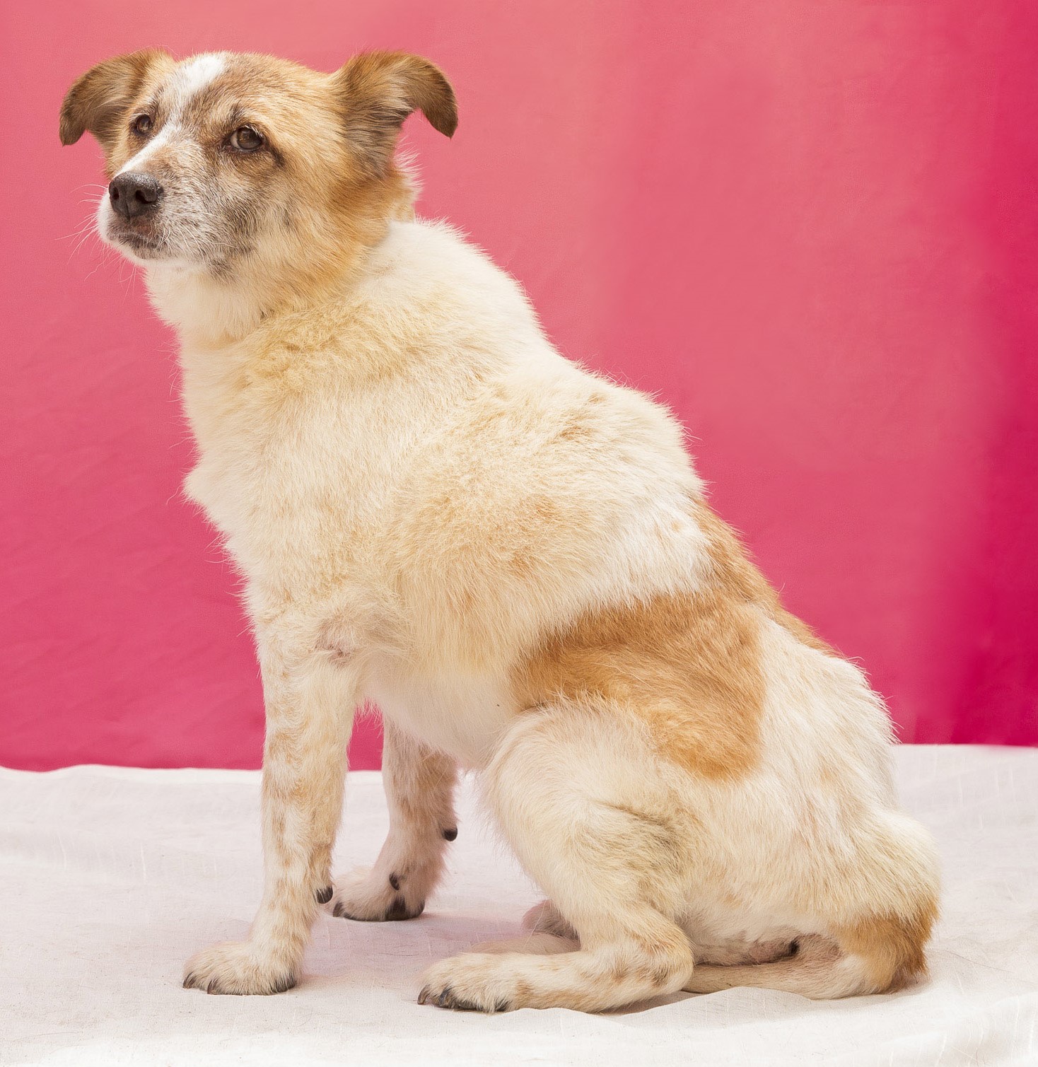 #PraCegoVer: Dengosa é uma cachorra de pelagem branca com manchas marrons, possui olhos marrons e está de costas, sentada e olhando para trás