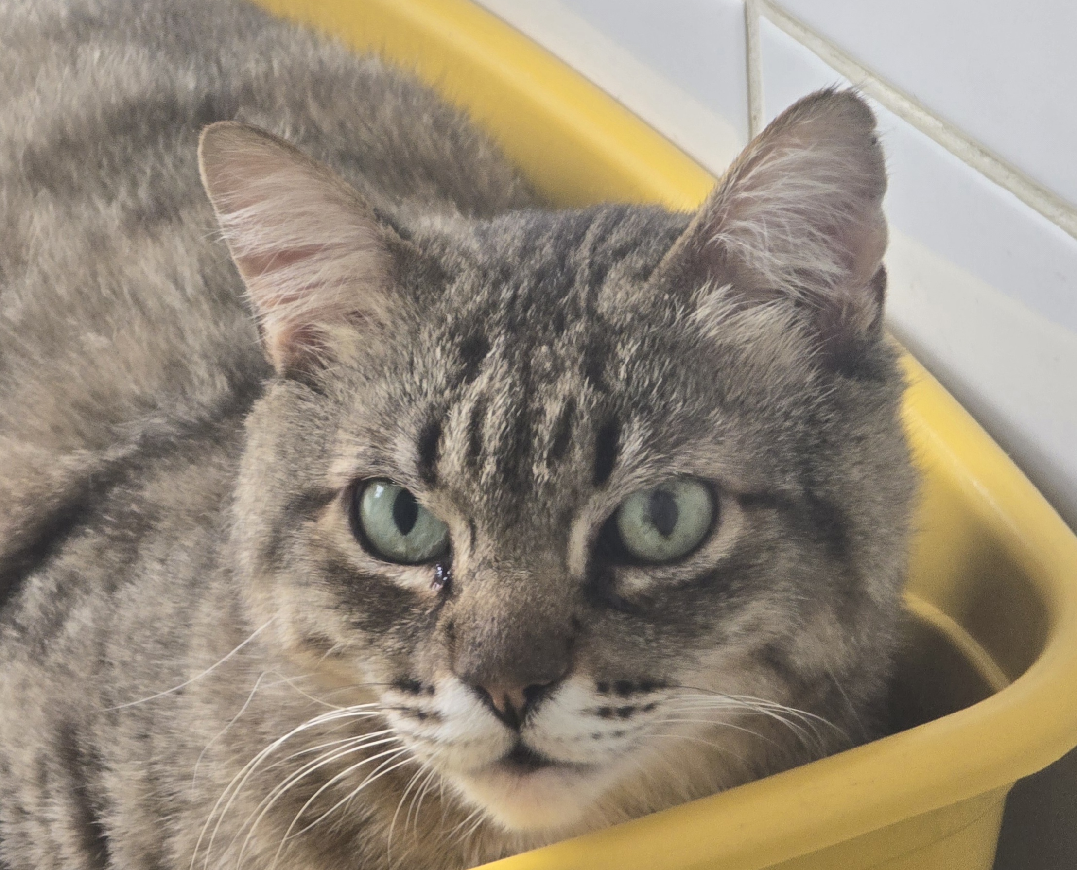 #PraCegoVer: Doug é uma gato de pelagem marrom com manchas pretas, possui olhos verdes e está deitado olhando para frente.