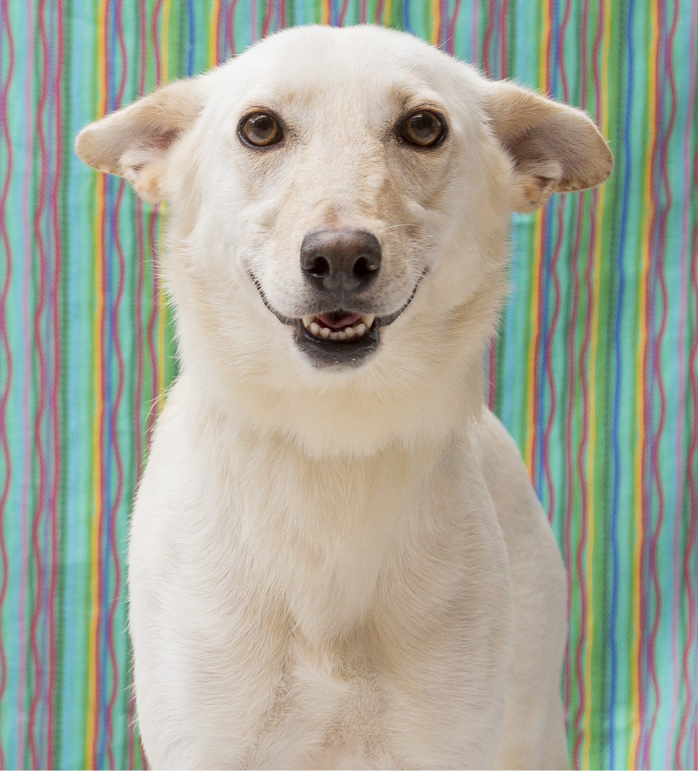 #PraCegoVer: Kripto é um cachorro com pelagem inteira branca, possui olhos marrons e está em pé olhando para frente 