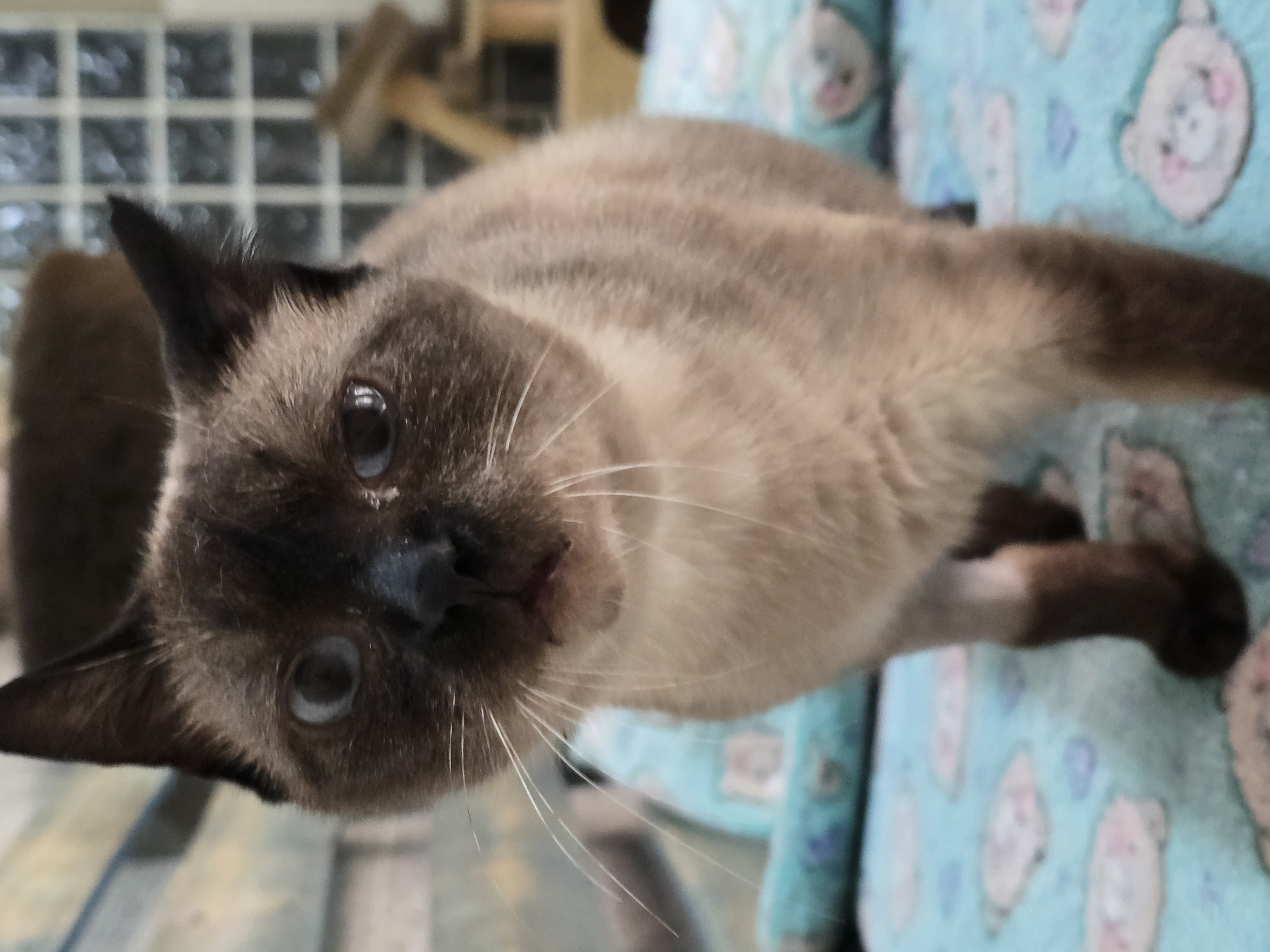 #PraCegoVer: Margareth é uma gata de pelagem branca com manchas marrons, possui olhos azuis e está em pé olhando para frente.