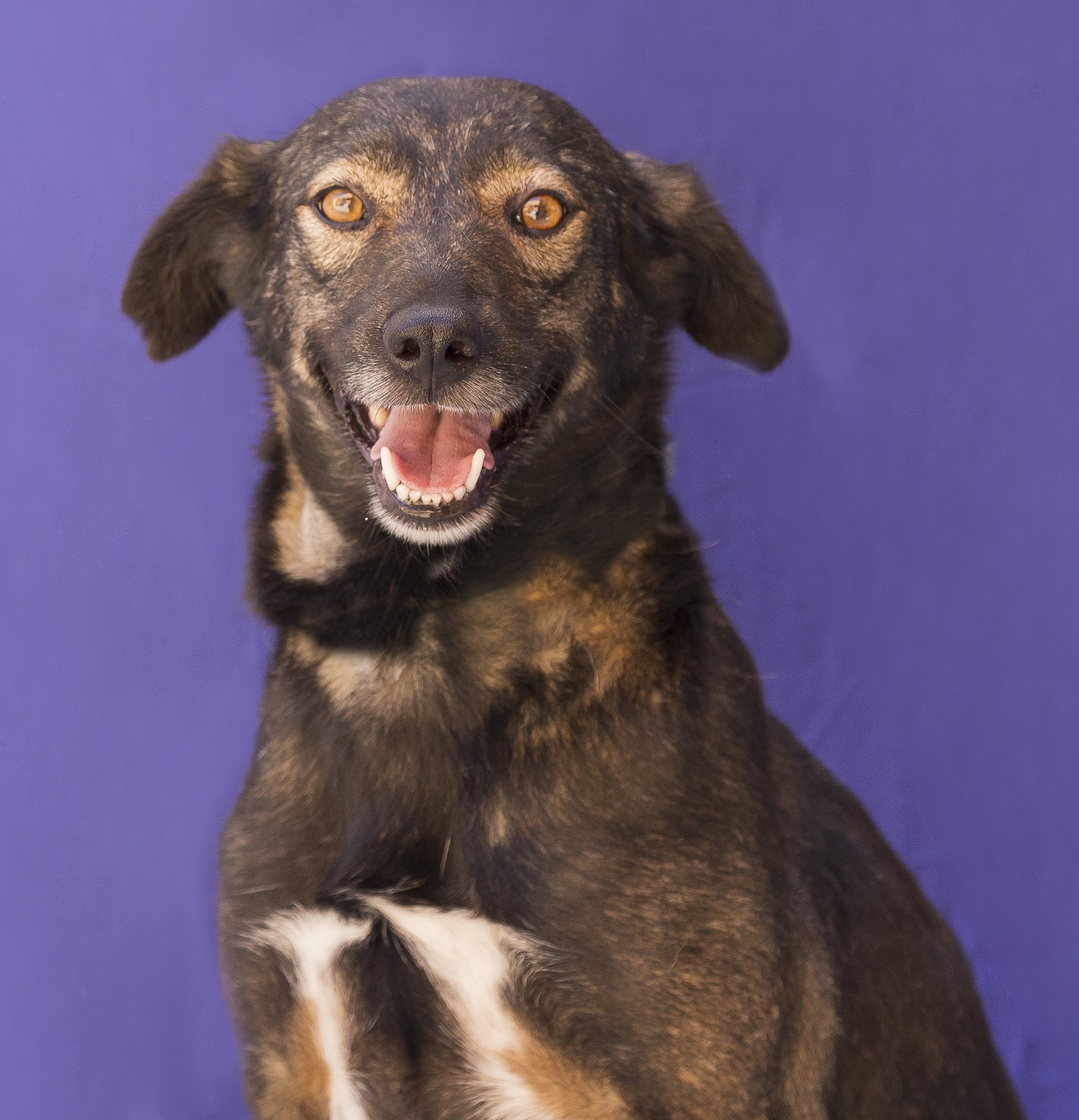 #PraCegoVer: Mila é uma cachorra de pelagem preta com manchas marrons, possui os olhos marrons e está sentada olhando para frente. 