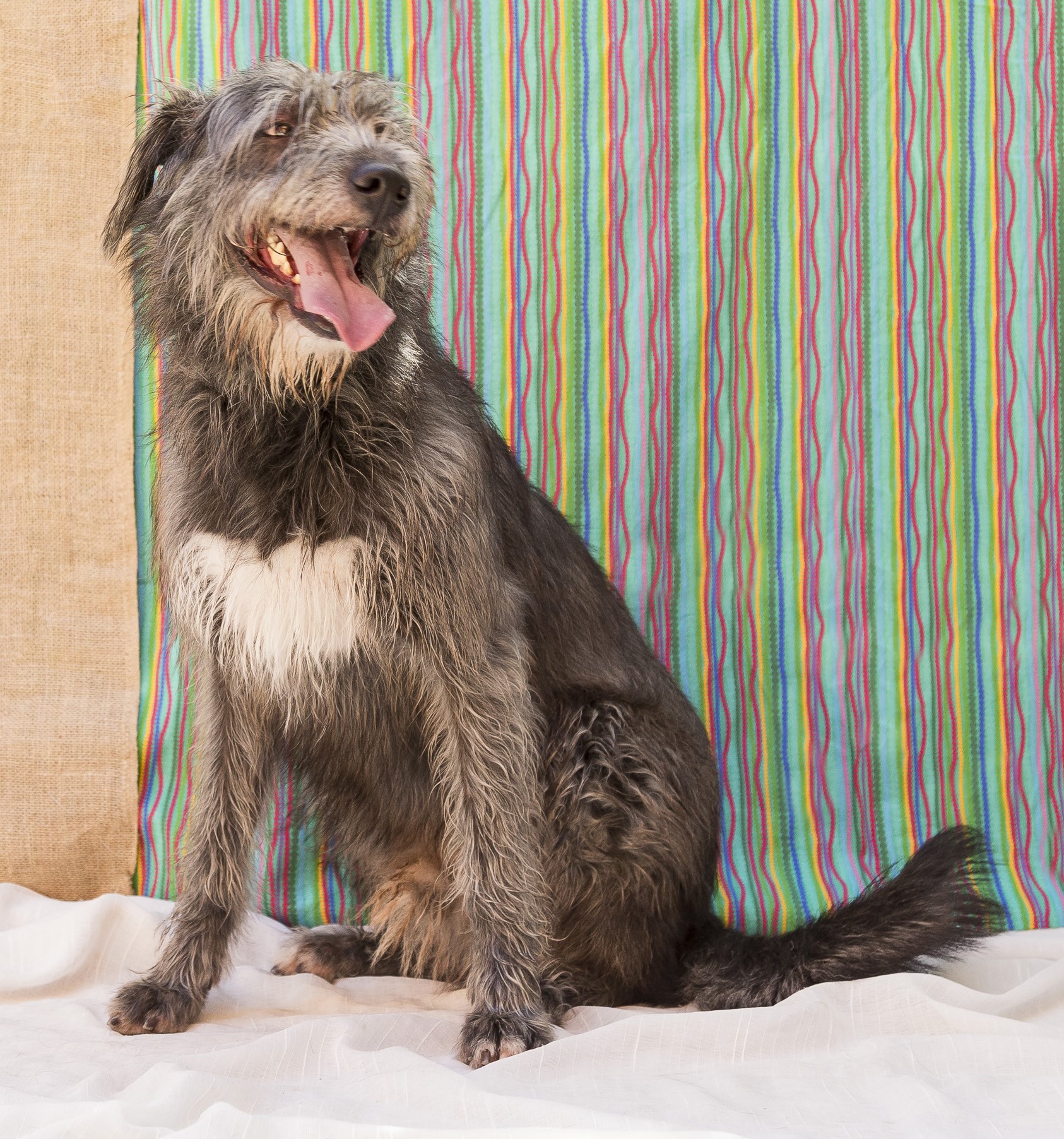 #PraCegoVer: Nicolau é um cachorro de pelagem comprida, cor preta com manchas brancas, possui olhos marrons, está sentado olhando para o lado.