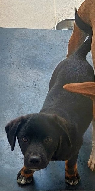 #PraCegoVer: Peter Quill  é um cachorro de pelagem preta, com manchas marrons e brancas nas patas, possui olhos pretos e está em pé olhando para cima. 