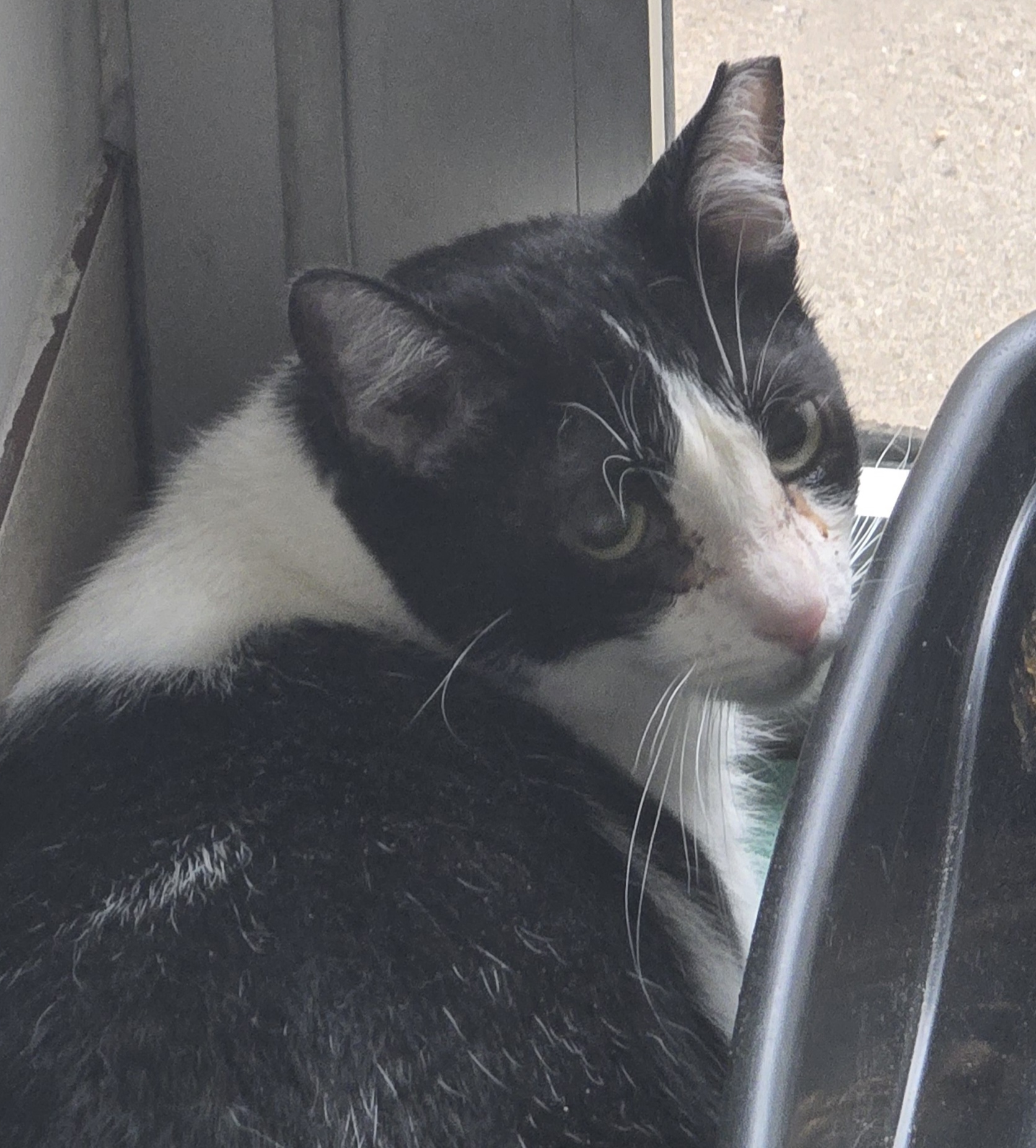 #PraCegoVer: Santoro é um gato de pelagem branca com manchas pretas. possui olhos verdes e está deitado olhando para trás. 
