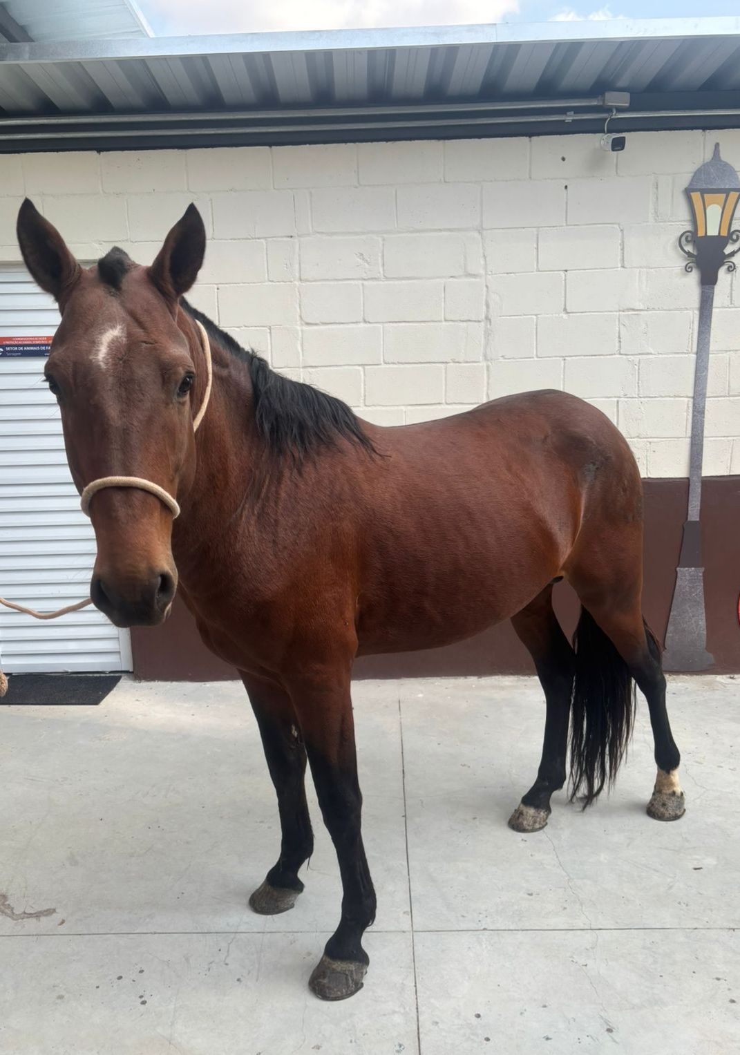 #PraCegoVer: Texas é um cavalo de pelagem marrom, com manchas pretas nas patas, uma pequena mancha branca na cara, crina preta, e está em pé olhando para frente. 