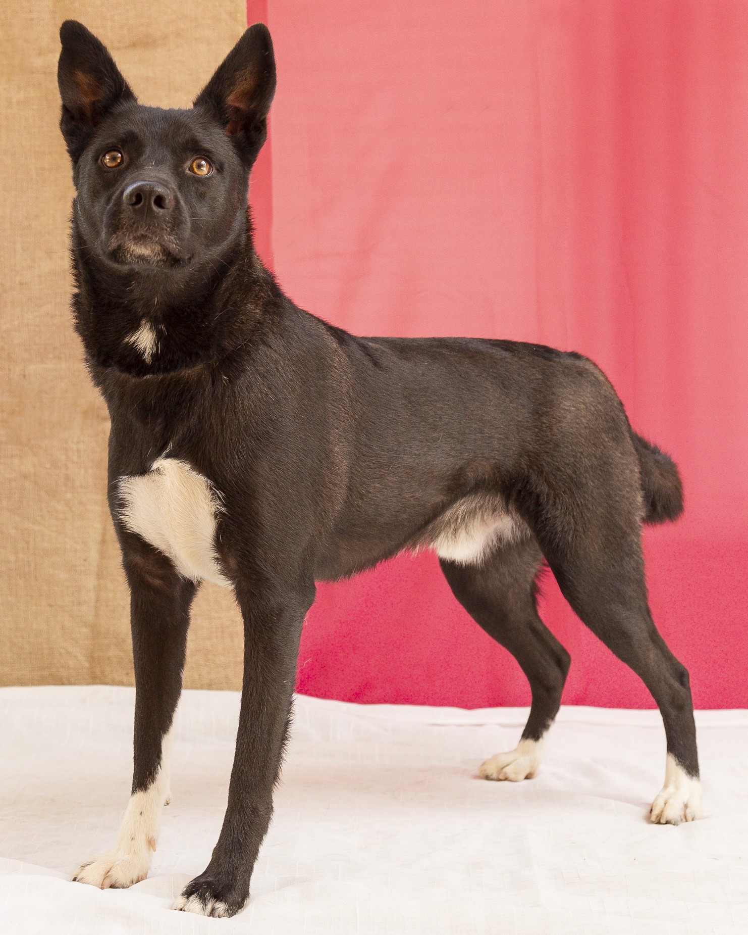 #PraCegoVer: Toblerone é um cachorro com pelagem preta e manchas brancas, possui olhos marrons e está em pé olhando para frente 