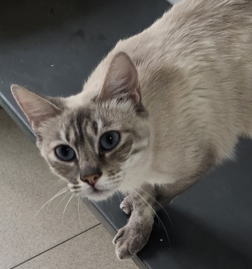 #PraCegoVer: Wilma é uma gata de pelagem branca com manchas marrons, possui olhos azuis e está em pé olhando para frente. 