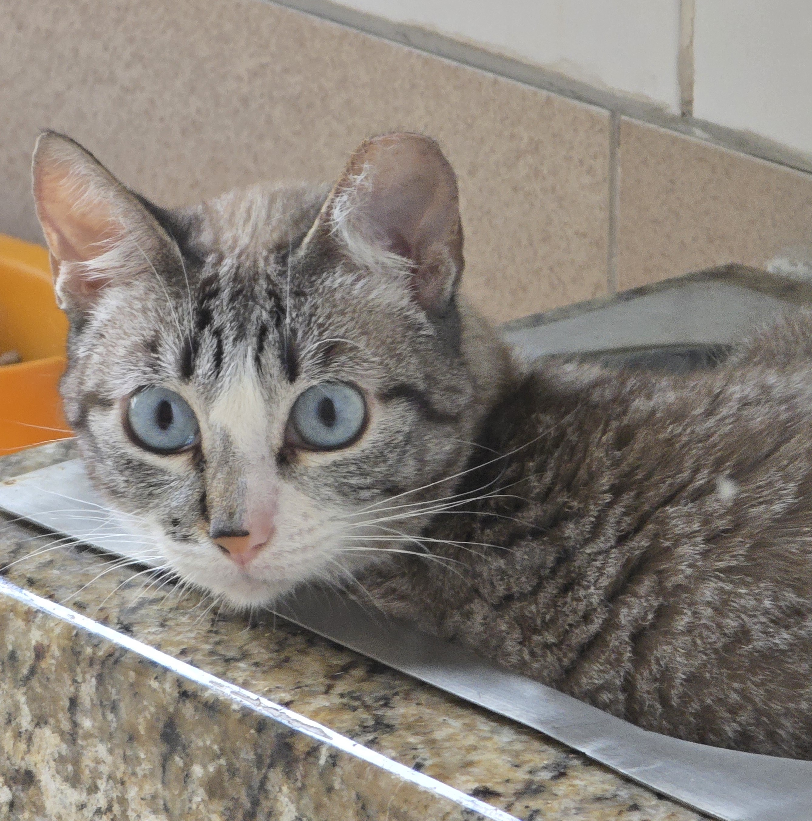 #PraCegoVer: Zaria é uma gata de pelagem cinza com manchas pretas e brancas, olhos da cor azul e está deitada olhando para frente